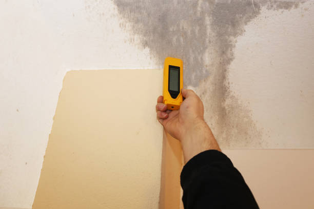 Best Mold Odor Removal Services  in Kings Mills, OH