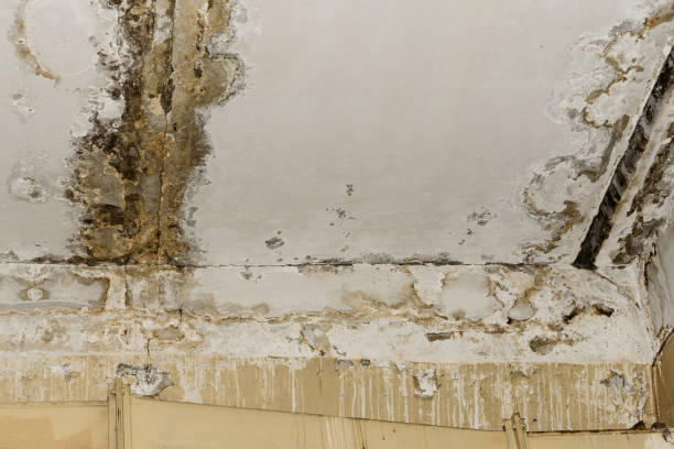 Best Black Mold Removal  in Kings Mills, OH