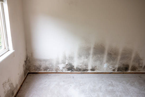 Mold Documentation for Insurance Claims in Kings Mills, OH