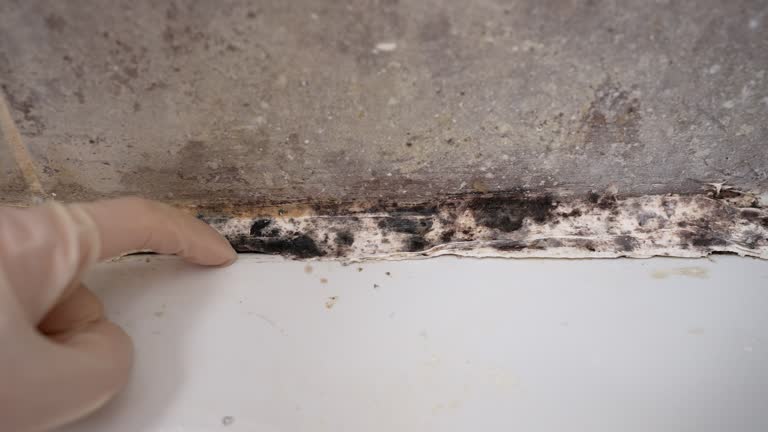 Best Emergency Mold Remediation  in Kings Mills, OH