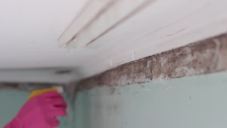 Best Mold Damage Restoration  in Kings Mills, OH